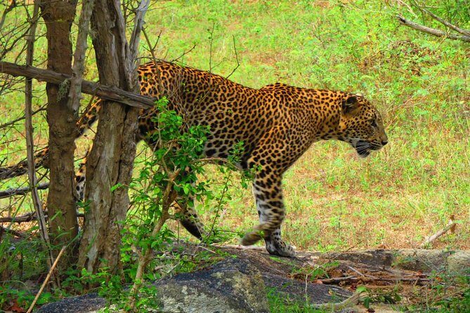 The Most Recommended Round Tour in Sri Lanka - Why This Tour is a Great Choice
