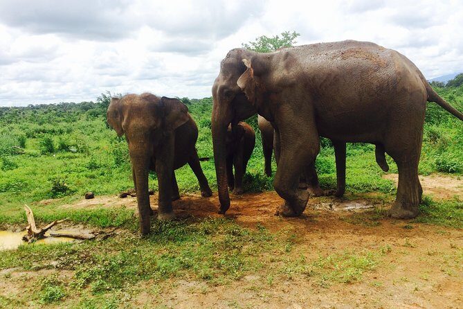 The Most Recommended Round Tour in Sri Lanka - Frequently Asked Questions