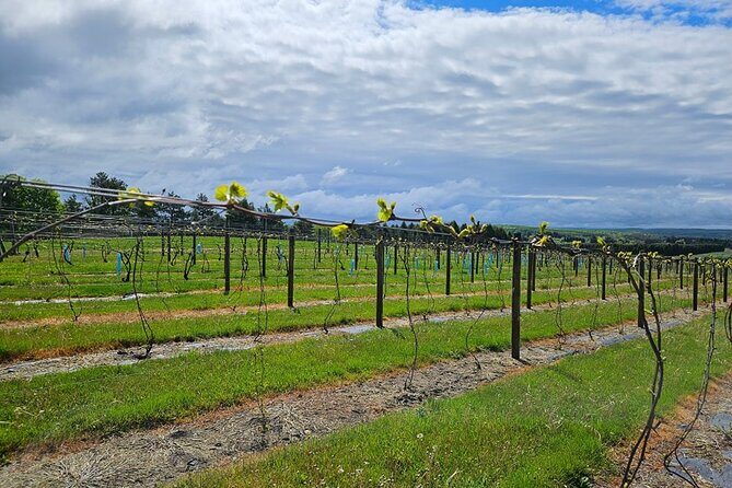 The NON BUS Torch Lake Traverse City Area Wine Tour - What’s Included and What’s Not