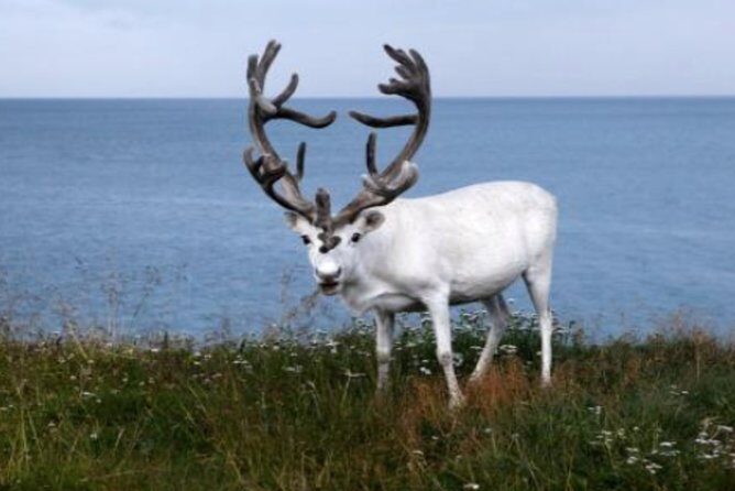 The North Cape, Reindeer and Sami Families Tour - Final Thoughts: Is It Worth It?