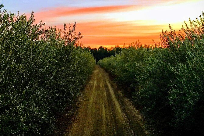 The Olive Grove Tour - Authenticity and Reviewer Insights