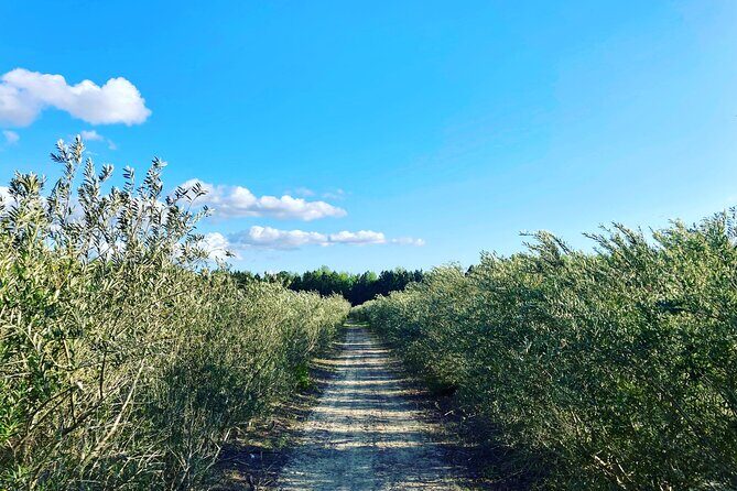The Olive Grove Tour - Who Should Consider This Tour?