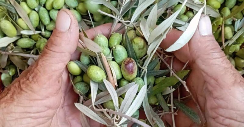 The Olive Oil Experience @ Lefkada Micro Farm - Exploring the Lefkada Micro Farm Experience