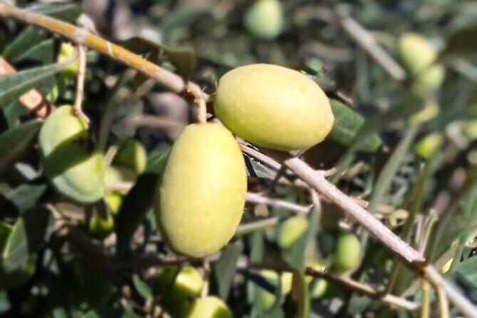 The Olive Oil Experience @ Lefkada Micro Farm - Frequently Asked Questions