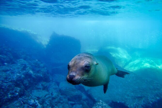 The only Natural Space Dolphin Encounter in Cabo Optional Pickup! - FAQ About the Dolphin Encounter in Cabo