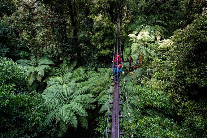 The Original Canopy Zipline Experience Private Tour From Auckland - An In-Depth Look at the Experience
