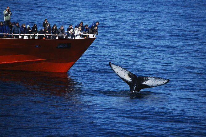The Original Classic Whale Watching from Reykjavik - A Complete Look at The Original Classic Whale Watching from Reykjavik
