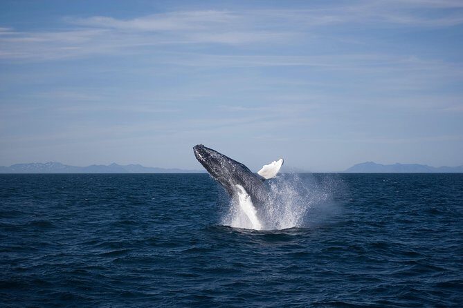 The Original Classic Whale Watching from Reykjavik - Authentic Insights from Travelers