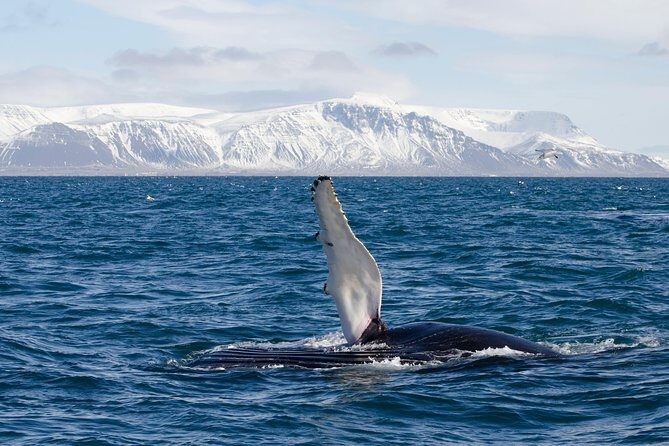 The Original Classic Whale Watching from Reykjavik - Who Is This Tour Best For?