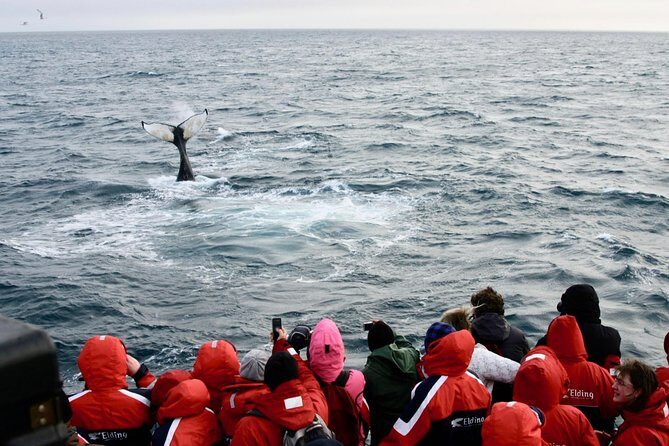 The Original Classic Whale Watching from Reykjavik - The Sum Up