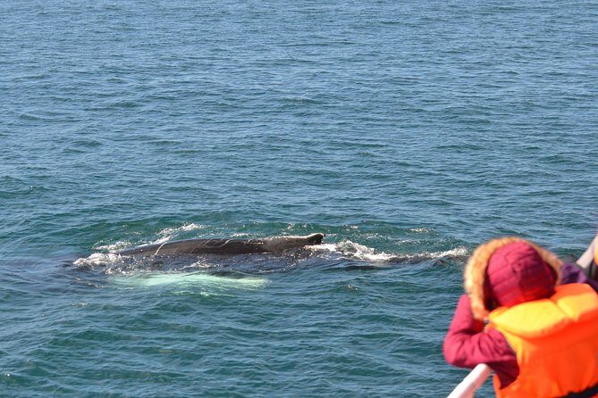 The Original Classic Whale Watching from Reykjavik - FAQ