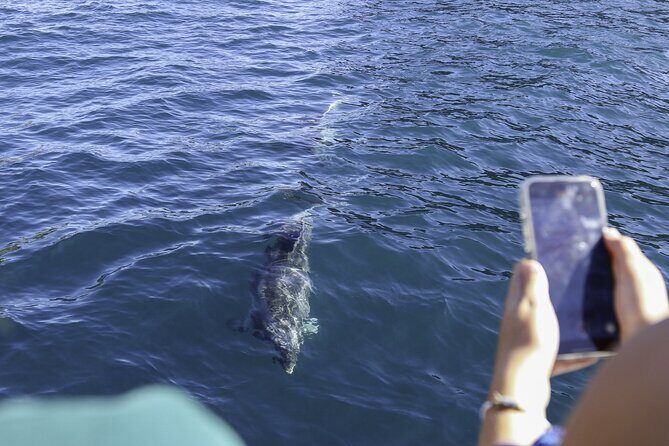 The Original Full day Bay of Islands Cruise with Dolphins - The Sum Up