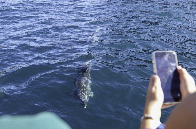 The Original Full day Bay of Islands Cruise with Dolphins - FAQ