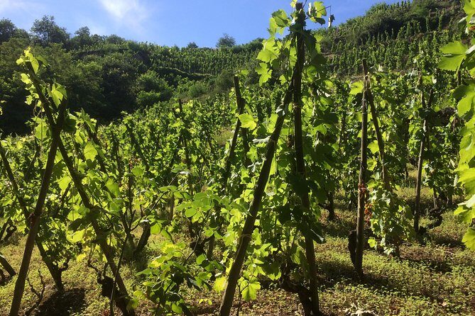 The Original Syrah Wine Tour (2:00 pm - 6:30 pm) - Small Group Tour from Lyon - The Sum Up