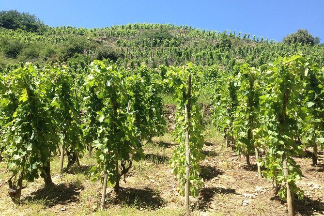 The Original Syrah Wine Tour (9:00 am - 1:30 pm) - Small Group Tours from Lyon - What Makes This Tour Stand Out?