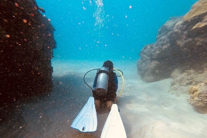 The Original Tiger Shark Challenge - Who Should Consider This Tour?