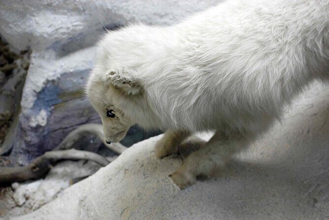 The Paris of the North: A Self-Guided Walking Tour of Tromsø - What to Expect from the Tour Itinerary