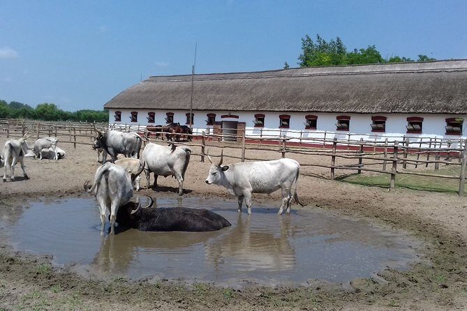 The "Puszta" Horse Show - Who Is This Tour Best For?