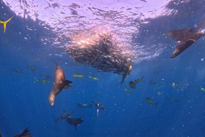 The Race of the Sardine - A Detailed Look at the Experience