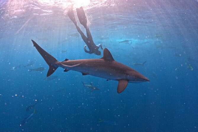 The Race of the Sardine - FAQ