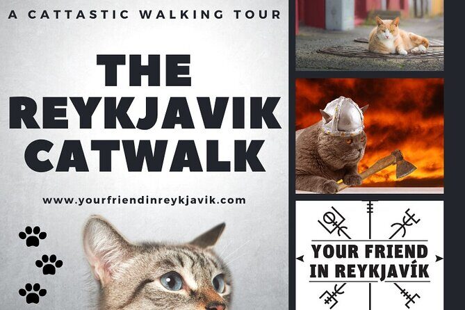 The Reykjavik Cat Walking Tour - The Sum Up