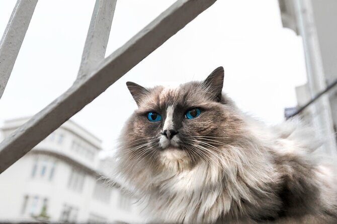 The Reykjavik Cat Walking Tour - FAQ