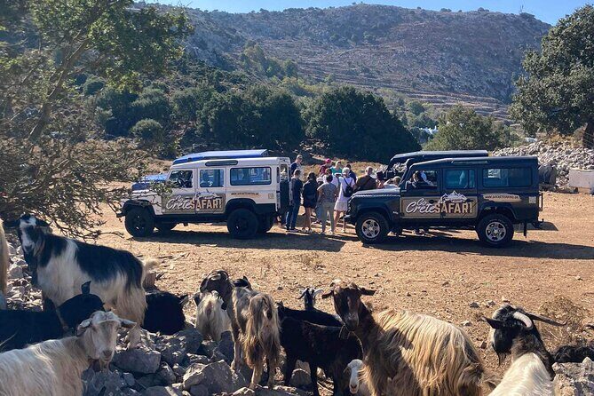 The Roads Of Wine Olive Oil And Cretan Tradition in Malia - A Detailed Look at the Cretan Experience