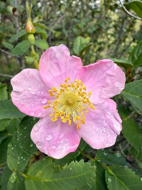The Sacred Mountains Of Banff And Canmore Walking Tour - The Sum Up: A Genuine Connection to the Sacred Mountains