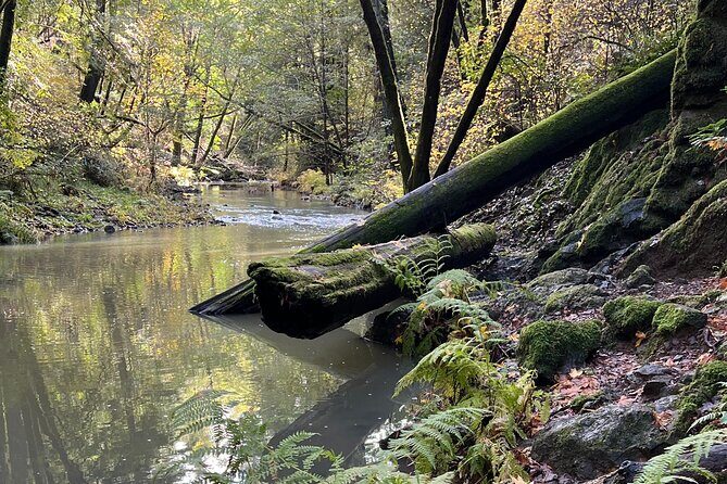 The Secrets of Sacred, Sexy Salmon, Spawning NOW - Key Points