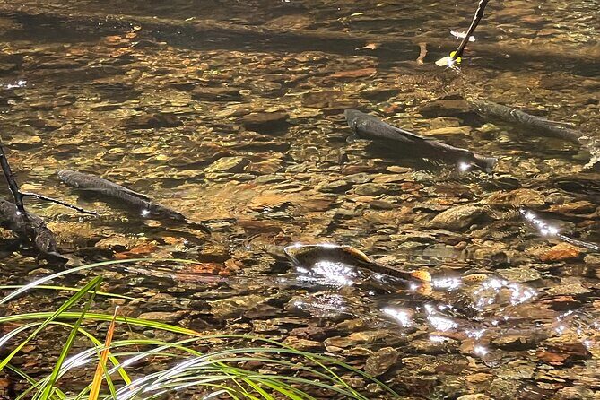 The Secrets of Sacred, Sexy Salmon, Spawning NOW - Discovering the Experience: What to Expect