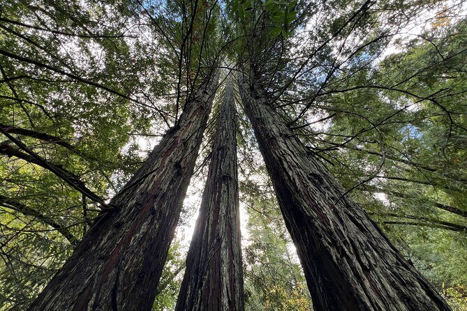 The Secrets of Sacred, Sexy Salmon, Spawning NOW - Final Thoughts