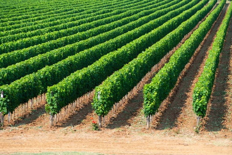 The Selections: visit and tasting in the Bolgheri Doc region - FAQ