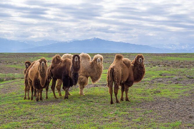 The Silk Road tour of Kazakhstan - Key Points