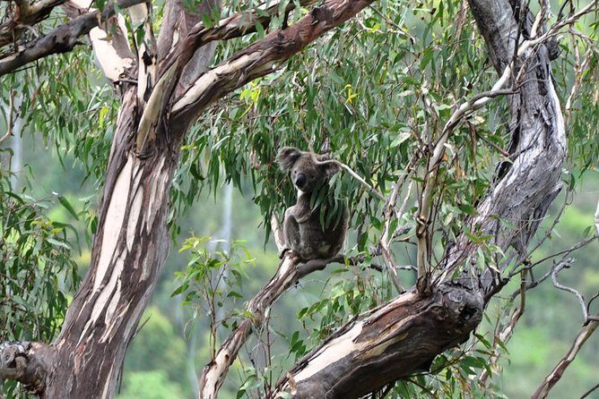 The Tastes of Tamborine Mountain - The Sum Up