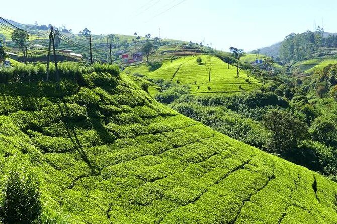 The Tea Hubs of Srilanka - Who Is This Tour Best For?