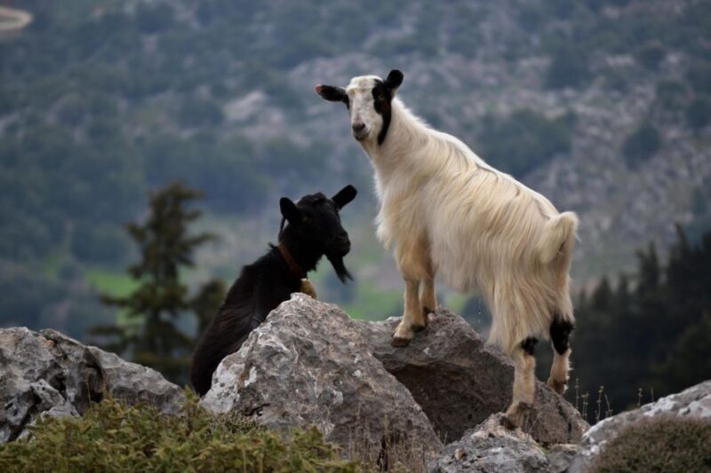 The Theriso Gorge and Village E-Bike Adventure - Why This Tour Offers Great Value