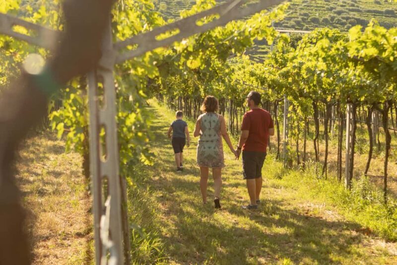 THE TRADITIONS OF VALPOLICELLA: WINE, EVO OIL, AND HONEY TASTING - The Itinerary: What to Expect at Each Step