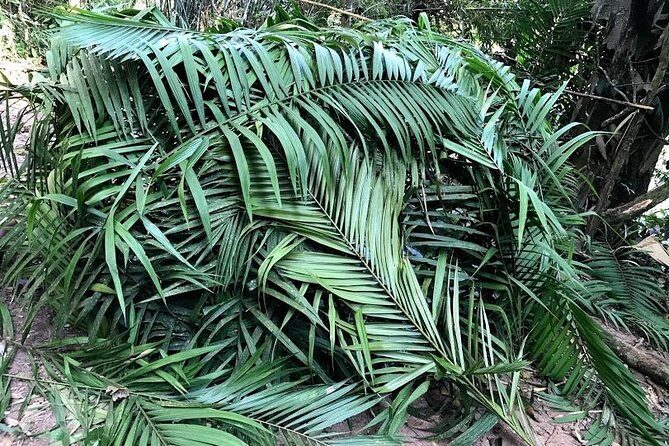 The Ultimate Hikers Choice - 5 days forest trek with homestay and camping - Day 1: Forest Trek and Camp Setup