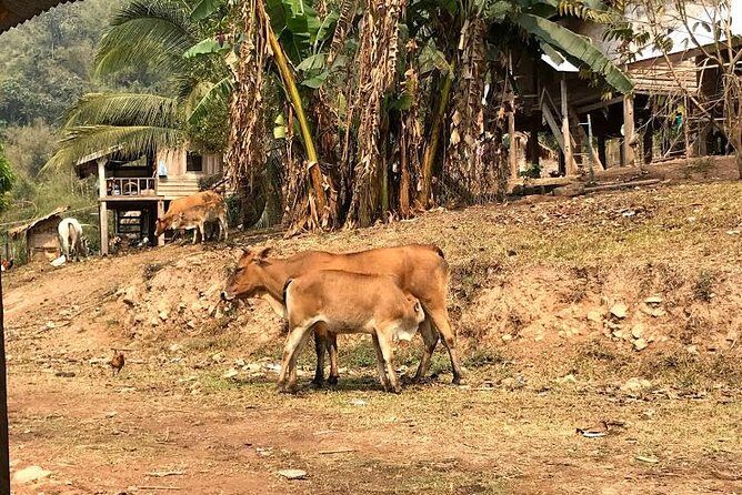 The Ultimate Hikers Choice - 5 days forest trek with homestay and camping - Day 5: Final Trek and Cultural Encounter