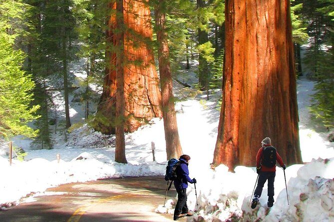 The Ultimate Yosemite National Park Full Experience- 5 Days Vacation Package - Why This Tour Delivers Value