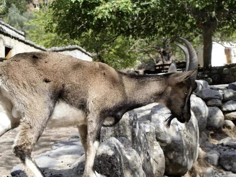 The Unique Tour of Samaria Gorge - Frequently Asked Questions (FAQs)