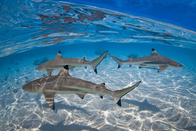 The Vanilla tour of Taha'a in a comfortable outrigger canoe - Who Should Book This Tour?