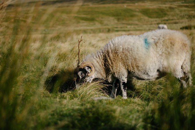 The Yorkshire Dales Tour from Windermere - Who Will Love This Tour?