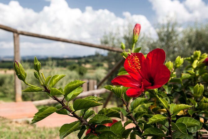Think of a romantic meal in the Olive Trees shade, accompanied by Tuscan wines! - The Itinerary: What to Expect