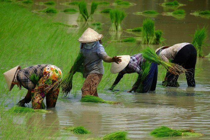 Three-Day Mekong Delta Private Tour - Including Tra Su Bird Sanctuary - Key Points