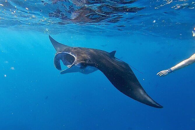 Three Islands Snorkeling (3 Spots) Manta Rays - From Lembongan - Final Thoughts