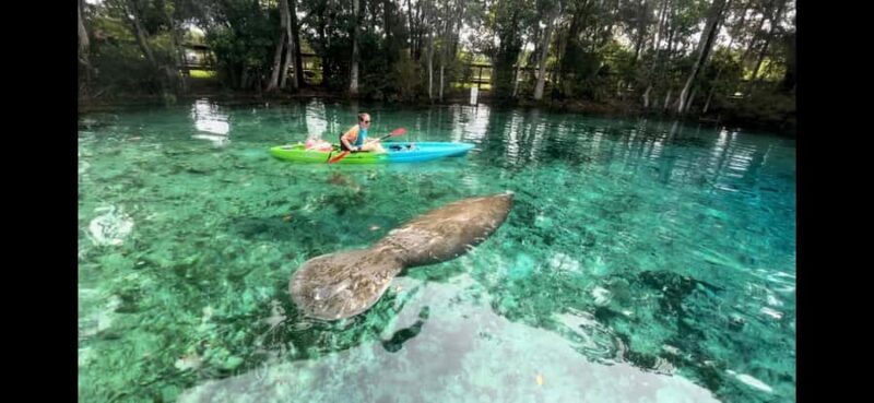 Three Sisters Clear Kayak and Snorkeling Manatee Tour - What to Pack and What to Expect