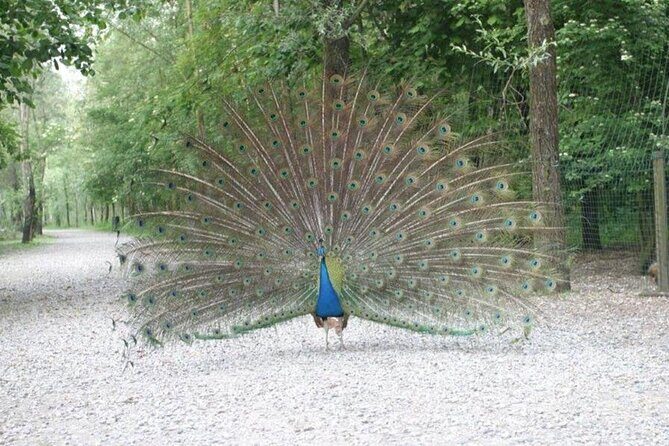 Ticket for Parco Ittico Paradiso at Zelo Buon Persico - A Deep Dive into the Experience