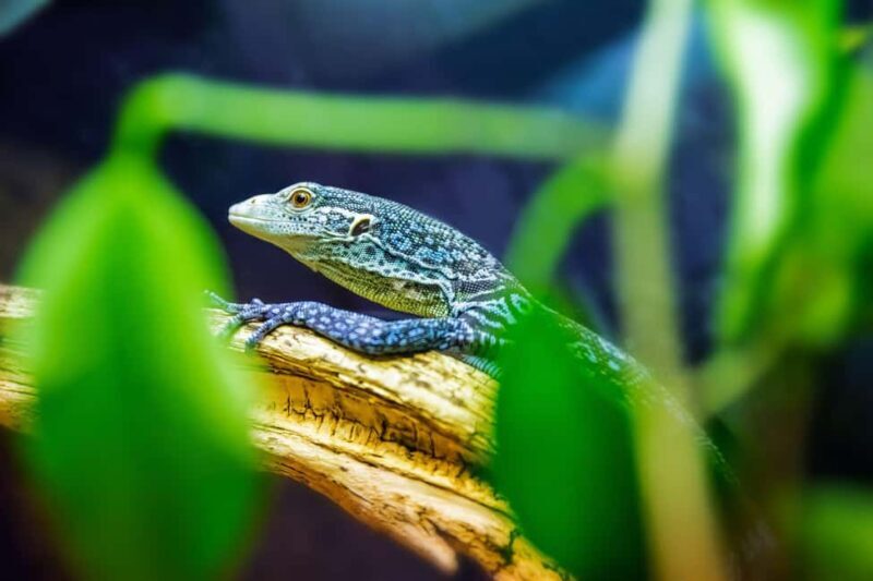 Ticket pack for Zaragoza Amusement Park and Aquarium - Exploring the Zaragoza Aquarium: A Vast Underwater World