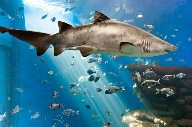 Ticket Palma Aquarium - In-Depth Look at Palma Aquarium